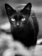 sognare gatto nero