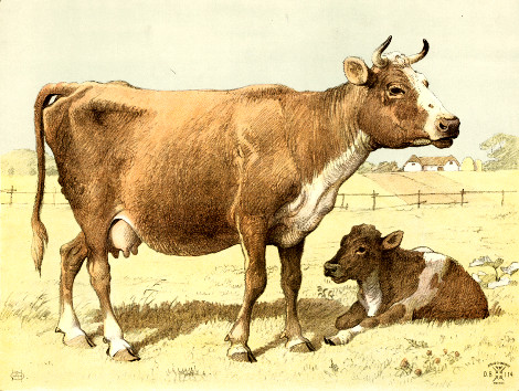 mucca marrone con vitellino