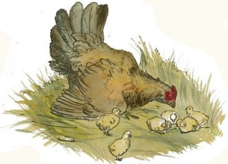 una gallina con i suoi pulcini