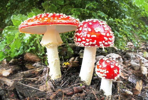 sognare funghi bianchi e rossi