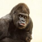 sognare un gorilla, significato