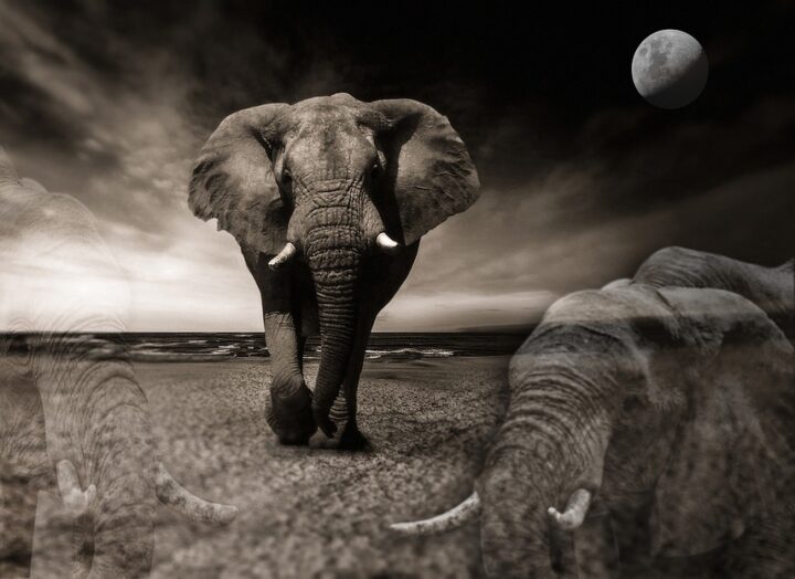 sognare un elefante grigio