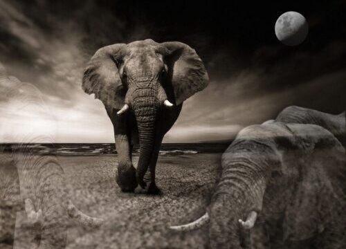 Sognare un elefante