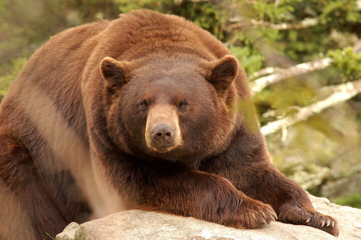 sognare orso grande, enorme
