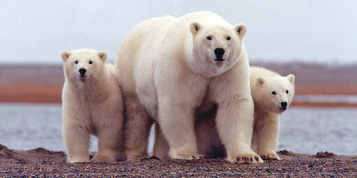 orsa bianca polare con due cuccioli
