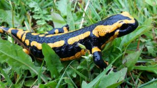 salamandra gialla e nera