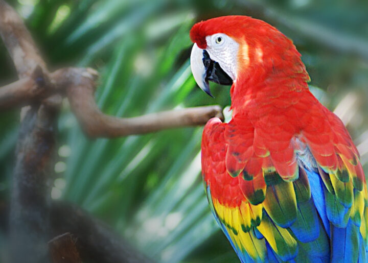 sognare pappagallo colorato