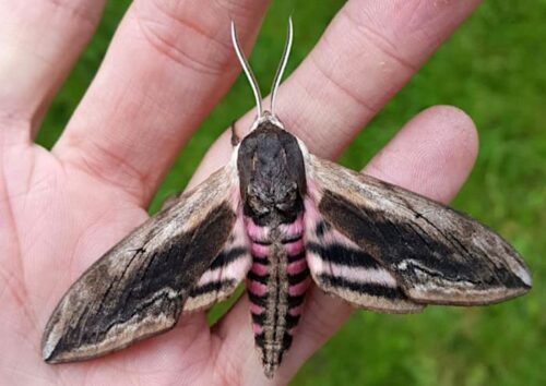 una falena, una farfalla notturna su una mano. Ha antenne, corpo grosso e ali piccole
