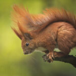 scoiattolo rosso su un ramo