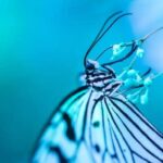 Il sogno della farfalla del filosofo cinese Zhuāngzǐ