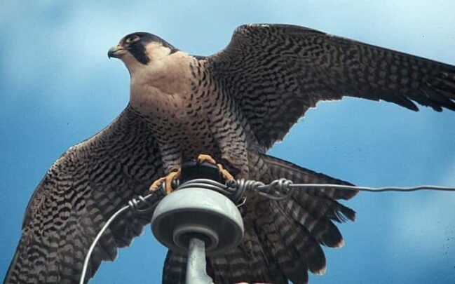 Bellissima immagine di falco pellegrino su cielo azzurro