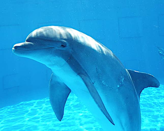 delfino che nuota in acqua